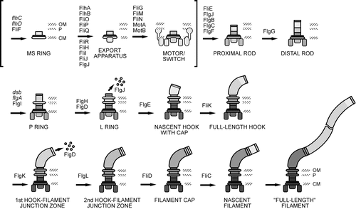 1306_Bacterial flagella and movement.png